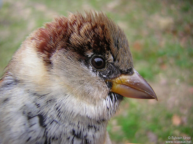 House Sparrow male adult post breeding, close-up portrait