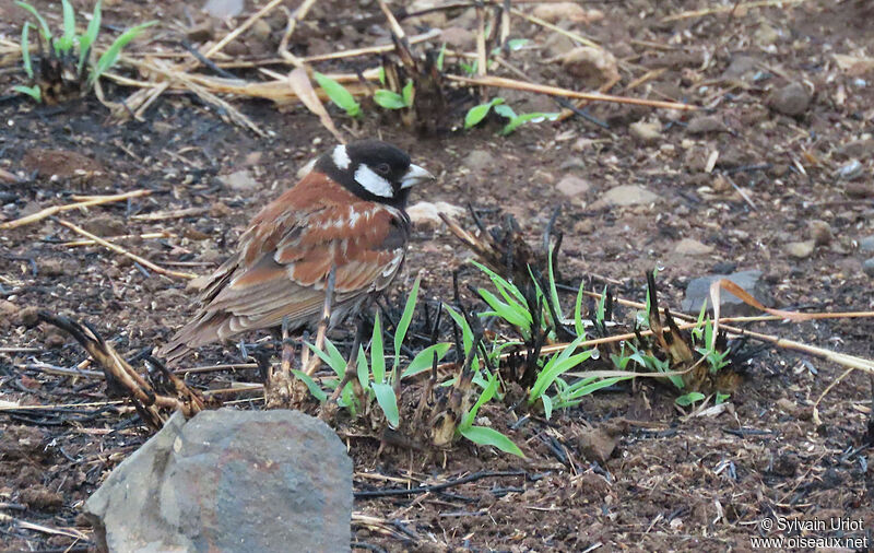 Chestnut-backed Sparrow-Lark male adult
