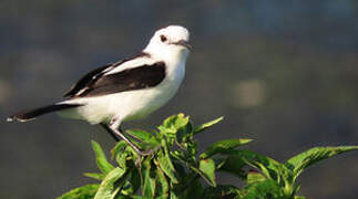 Pied Water Tyrant