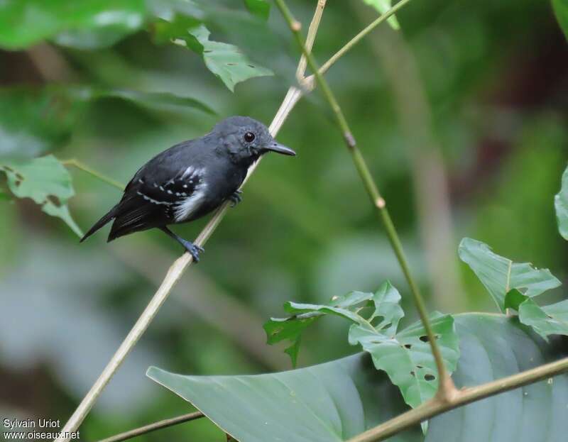 White-flanked Antwren male adult, identification