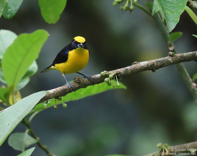 Thick-billed Euphonia male adult
