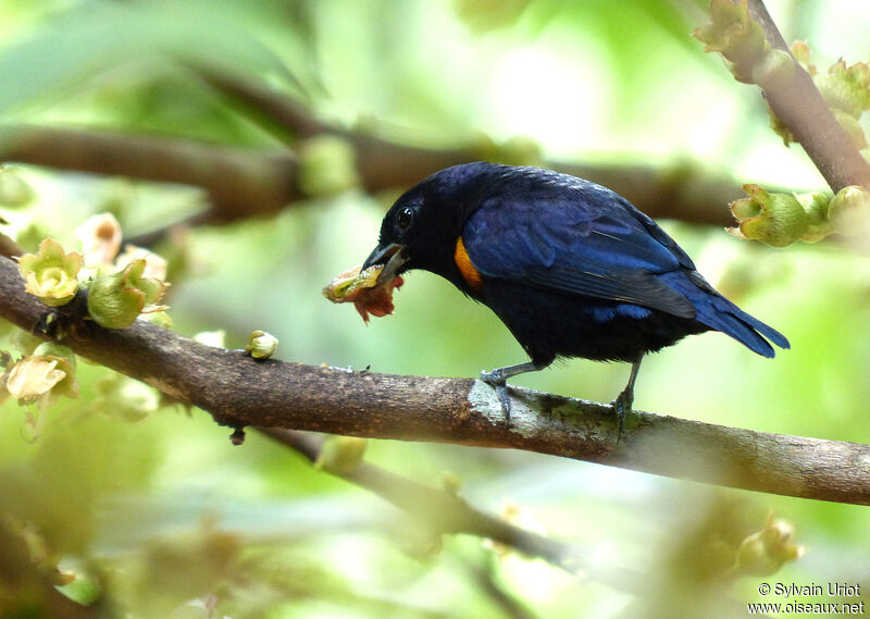 Golden-sided Euphonia male adult
