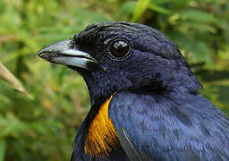Golden-sided Euphonia
