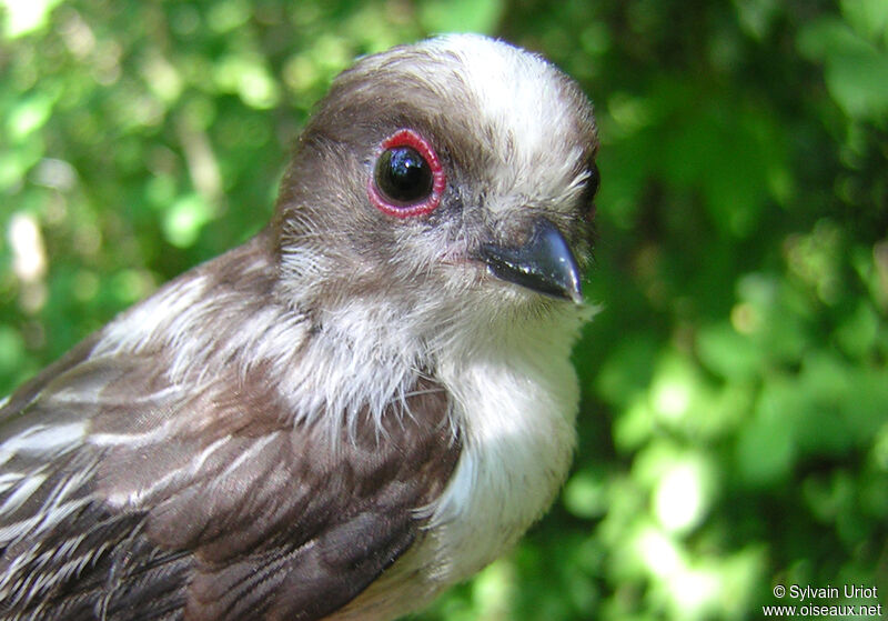 Long-tailed Titjuvenile, close-up portrait