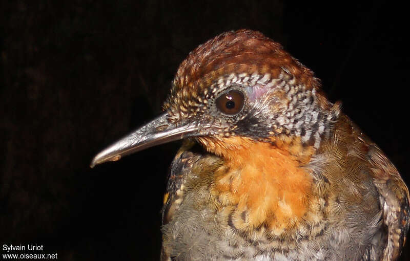 Wing-banded Antbird female adult, close-up portrait