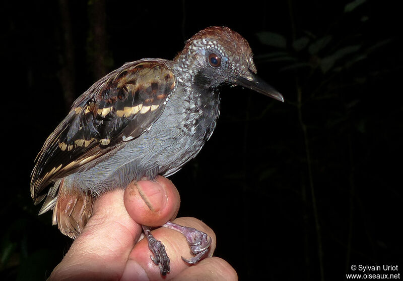 Wing-banded Antbird male adult