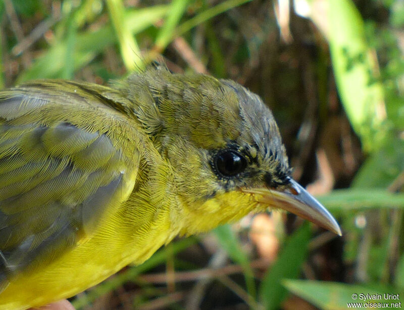 Masked Yellowthroat male immature