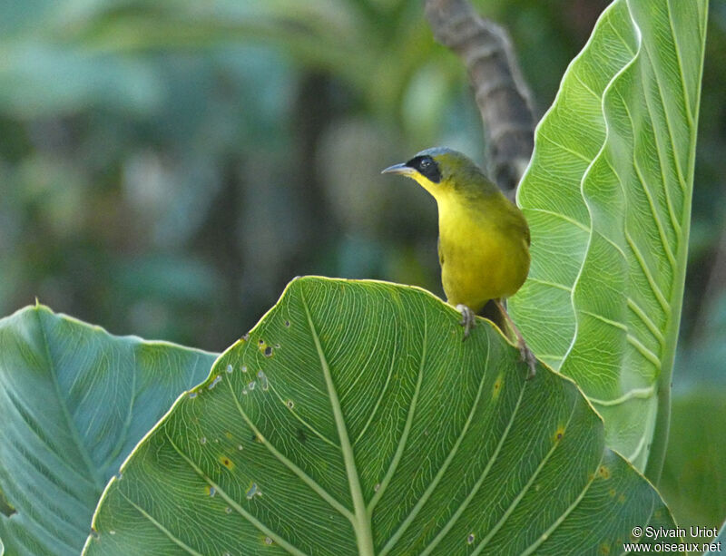 Masked Yellowthroat male adult