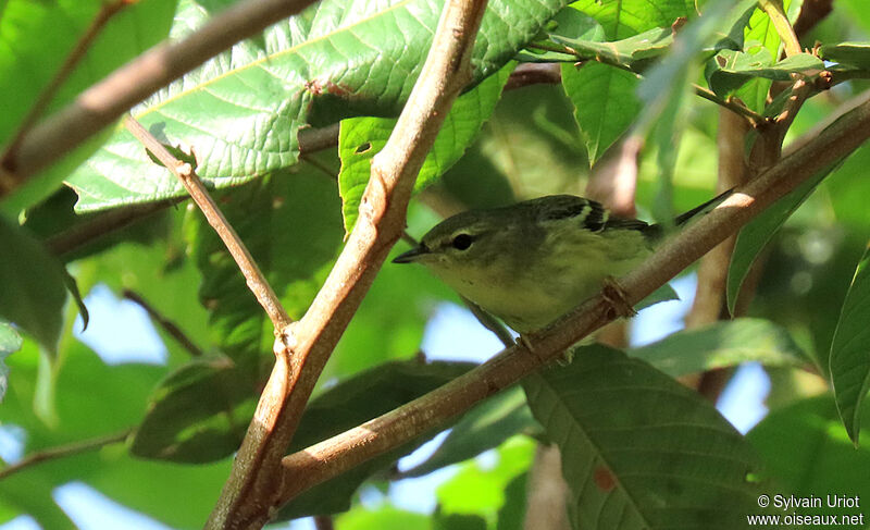 Blackpoll Warbler male First year