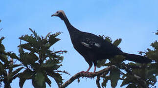 Blue-throated Piping Guan