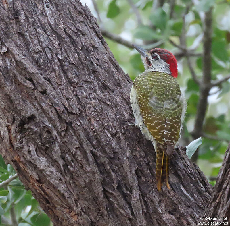 Golden-tailed Woodpecker male adult