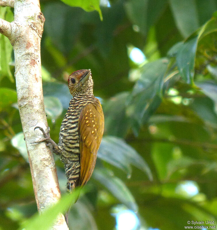 Golden-collared Woodpecker male