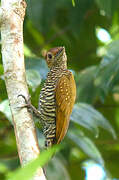Golden-collared Woodpecker