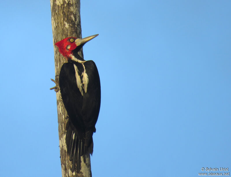 Crimson-crested Woodpecker female adult