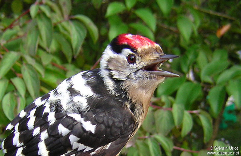Lesser Spotted Woodpecker male adult, close-up portrait
