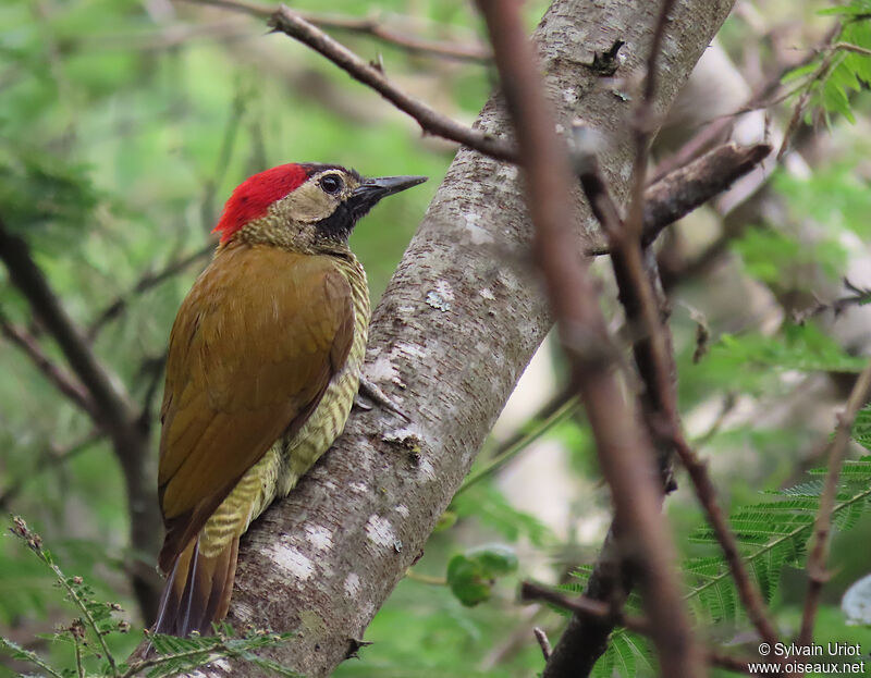 Golden-olive Woodpecker female adult