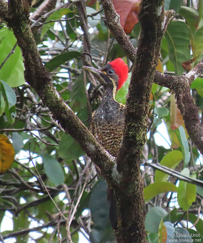 Lineated Woodpeckerjuvenile