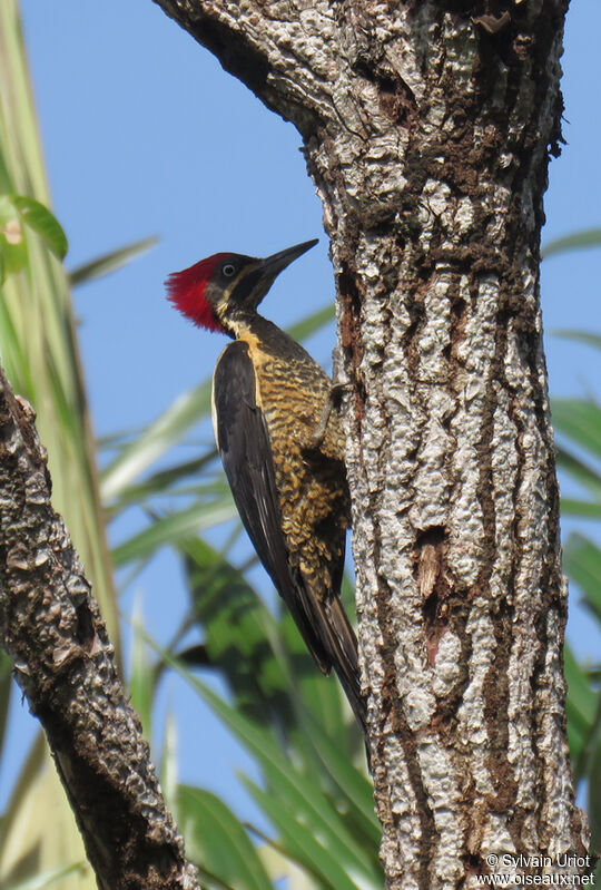 Lineated Woodpecker female adult