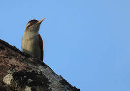 Scarlet-backed Woodpecker