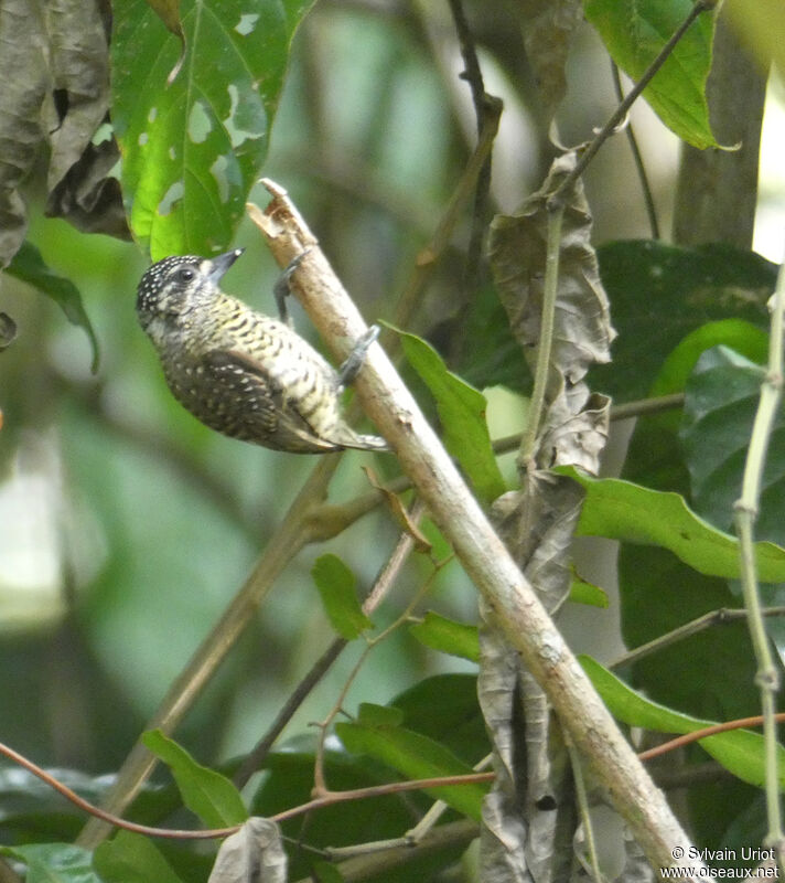 Golden-spangled Piculet female adult