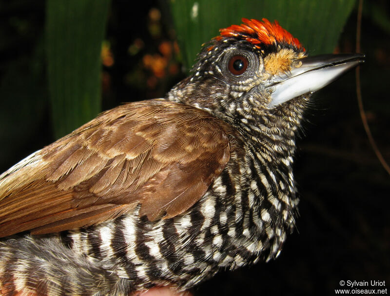 White-barred Piculet male adult