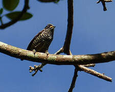 White-barred Piculet