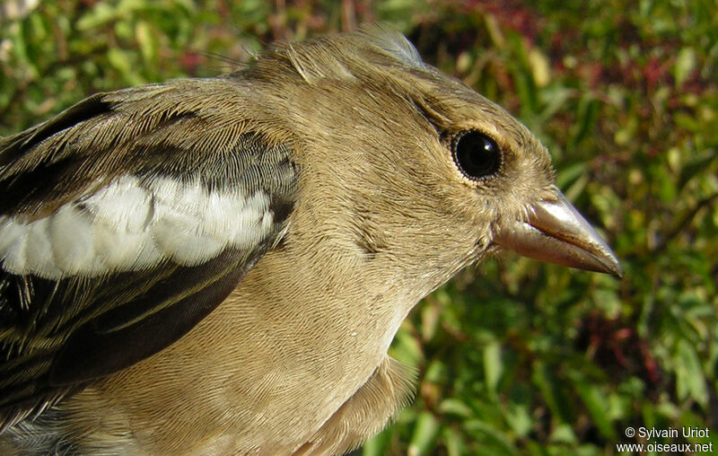 Common Chaffinch female adult, close-up portrait