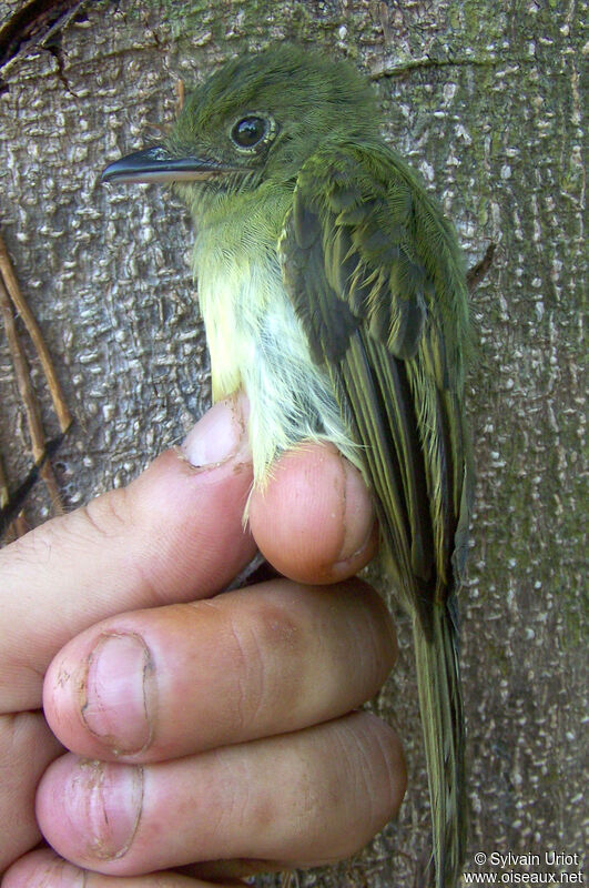 Olivaceous Flatbill