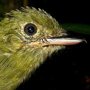 Eastern Olivaceous Flatbill