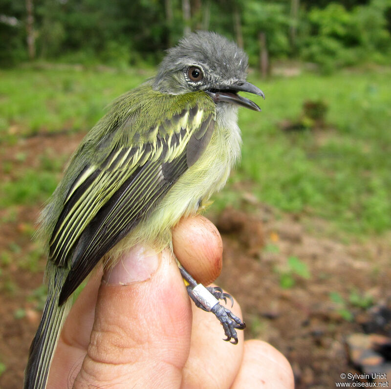 Grey-crowned Flatbill