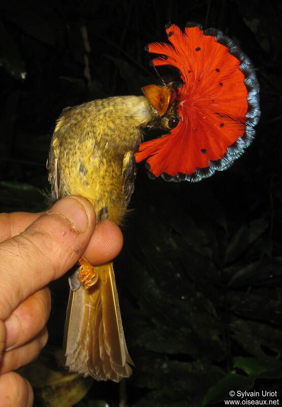 Amazonian Royal Flycatcher male adult