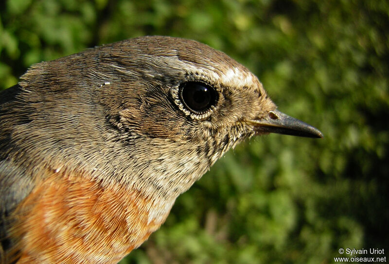 Common Redstart male immature, close-up portrait