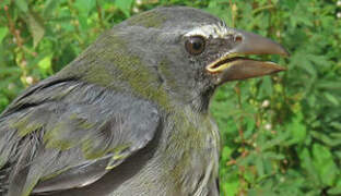 Olive-grey Saltator