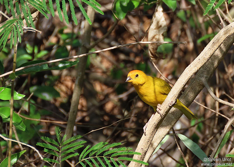 Saffron Finch male adult