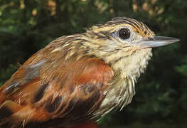 Rufous-tailed Xenops