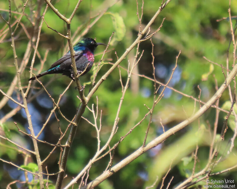 Purple-banded Sunbird male adult