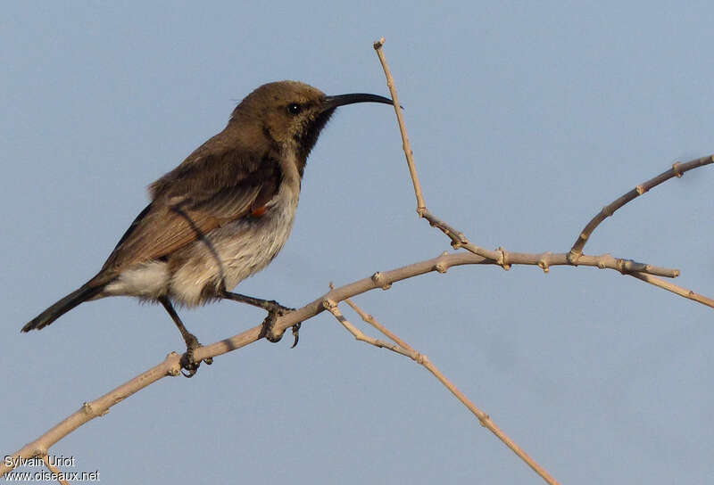 Dusky Sunbird male adult post breeding, identification