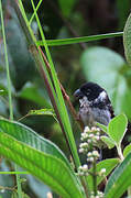 Wing-barred Seedeater