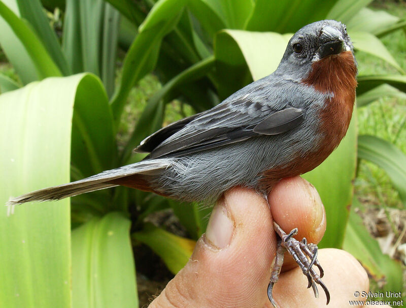 Chestnut-bellied Seedeater male adult
