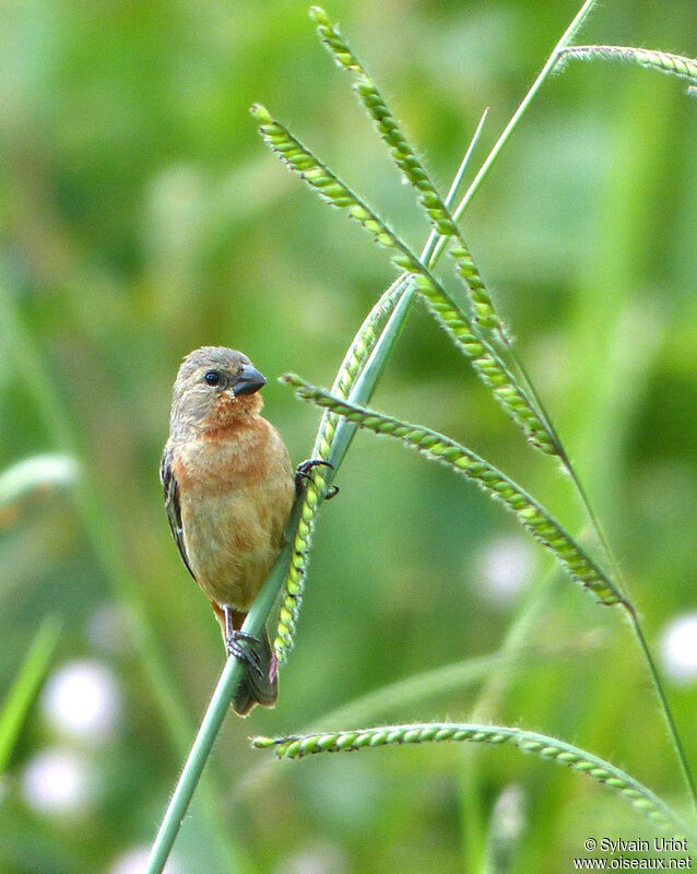 Ruddy-breasted Seedeater male adult post breeding