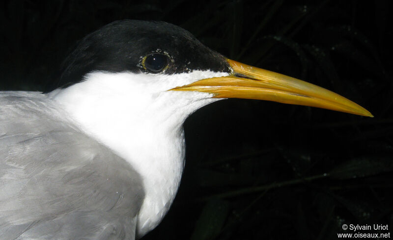 Cabot's Tern (eurygnathus)adult breeding