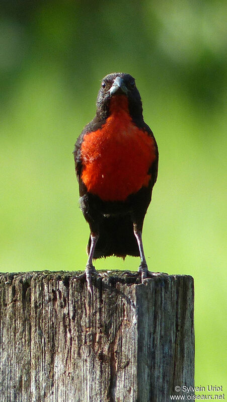 Red-breasted Blackbird male adult breeding
