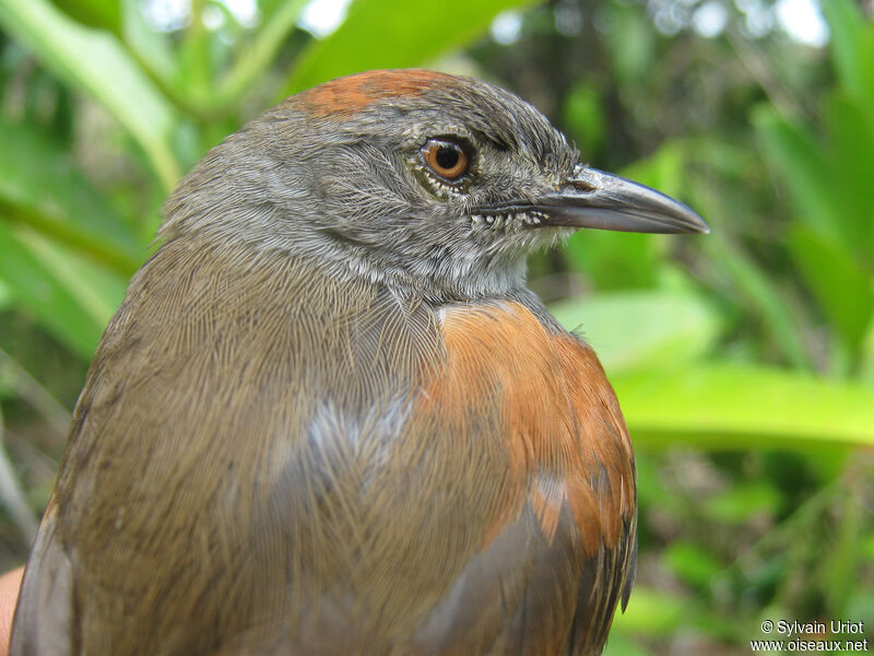 Pale-breasted Spinetailadult