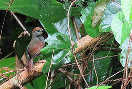 McConnell's Spinetail