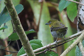 Yellow-whiskered Bush Tanager