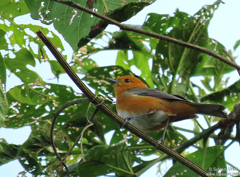 Rufous-chested Tanageradult