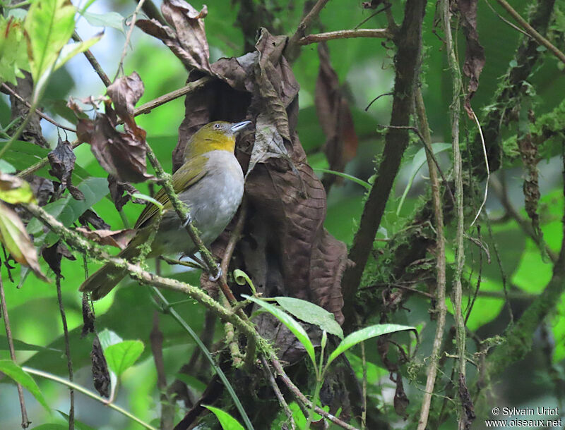 Yellow-throated Bush Tanager