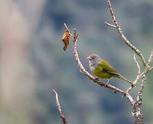 Grey-hooded Bush Tanager