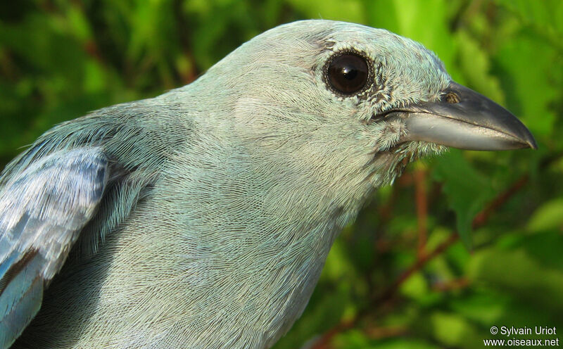 Blue-grey Tanageradult
