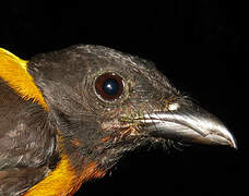 Fulvous Shrike-Tanager